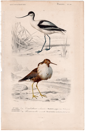 Pied Avocet, Ruff